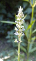 Salvia uliginosa 