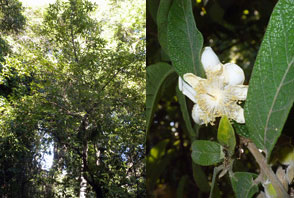 Campomanesia guazumifolia