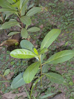 Phytolacca tetramera