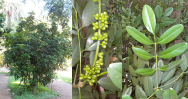 Pilocarpus pennatifolius