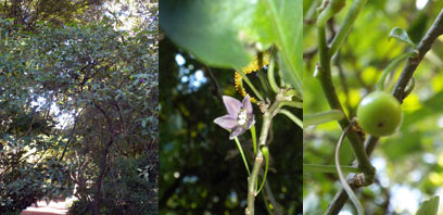 Vassobia breviflora