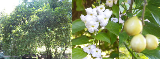 Duranta erecta