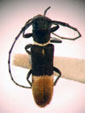  Emphytoecia alboliturata