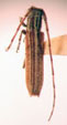  Emphytoecia lineolata