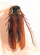  Microplophorus magellanicus