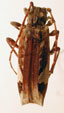  Neocolobura alboplagiata