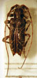  Paroectropsis decoratus