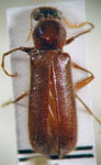  Chilenius spinicollis