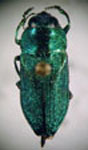  Ctenoderus chloris