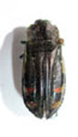  Hypoprasis elegans elegans