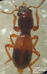  Inhumeroclerus thomsoni