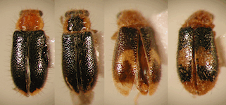 Solervicensia ovatus