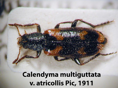 Calendyma multiguttata v. atricollis Pic, 1927