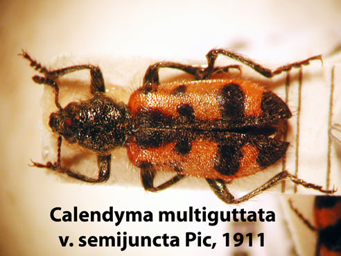 Calendyma multiguttata v. semijuncta Pic, 1911 