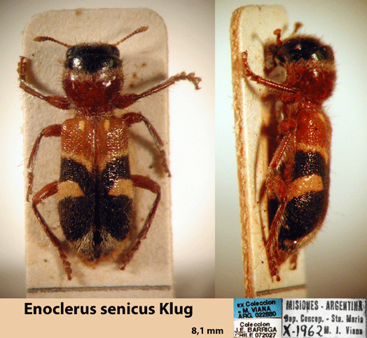 Enoclerus scenicus (Klug, 1842)