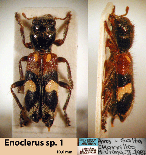 Enoclerus sp. 1