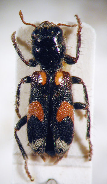 Enoclerus sp. 11