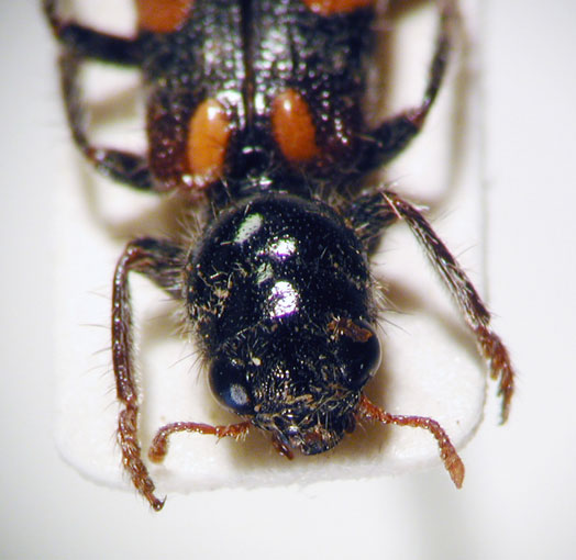 Enoclerus sp. 11