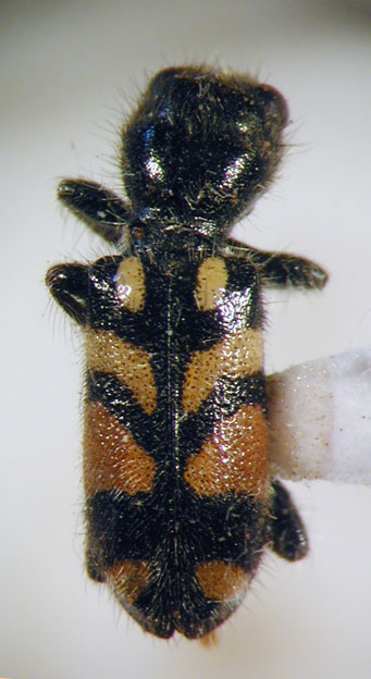 Enoclerus sp. 13