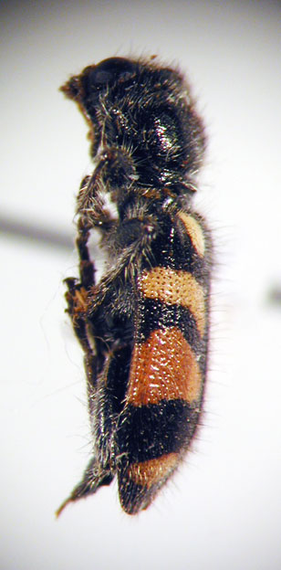 Enoclerus sp. 13