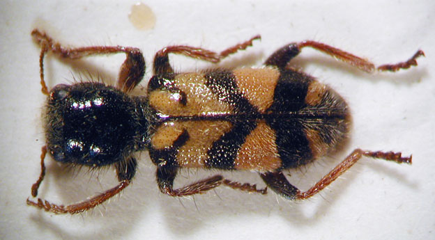 Enoclerus sp. 13