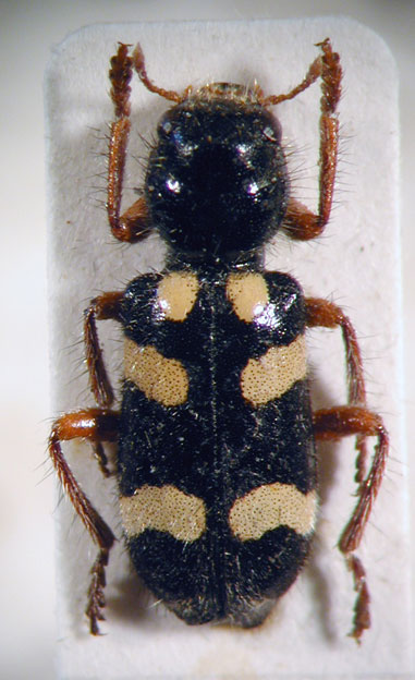 Enoclerus sp. 14