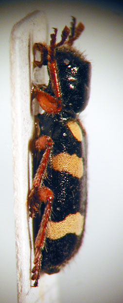 Enoclerus sp. 14