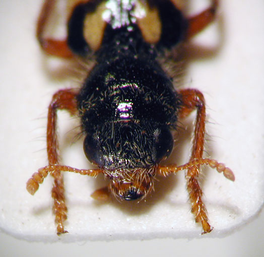 Enoclerus sp. 15