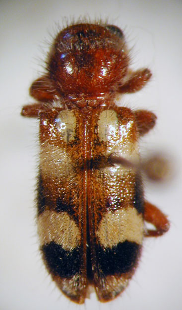 Enoclerus sp. 16