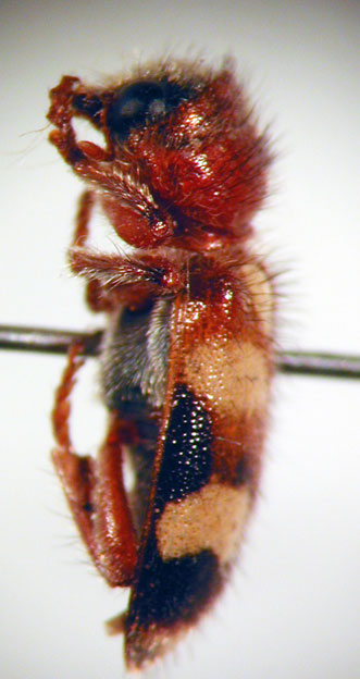 Enoclerus sp. 16