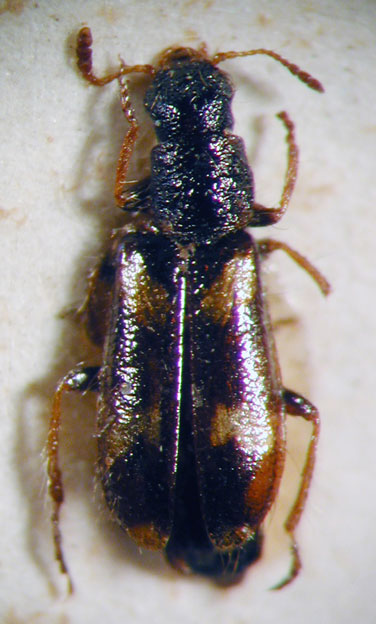 Enoclerus sp. 17