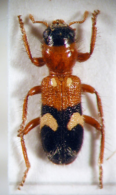 Enoclerus sp. 4