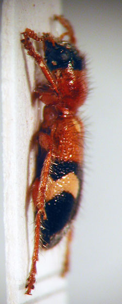 Enoclerus sp. 4