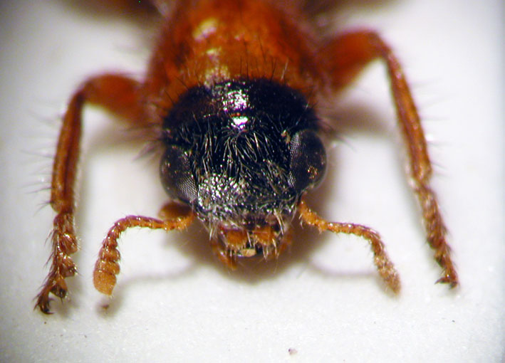 Enoclerus sp. 4