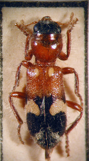 Enoclerus sp. 5