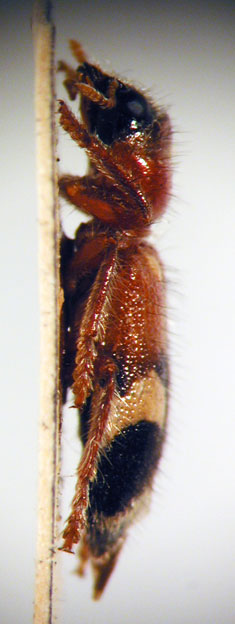 Enoclerus sp. 5