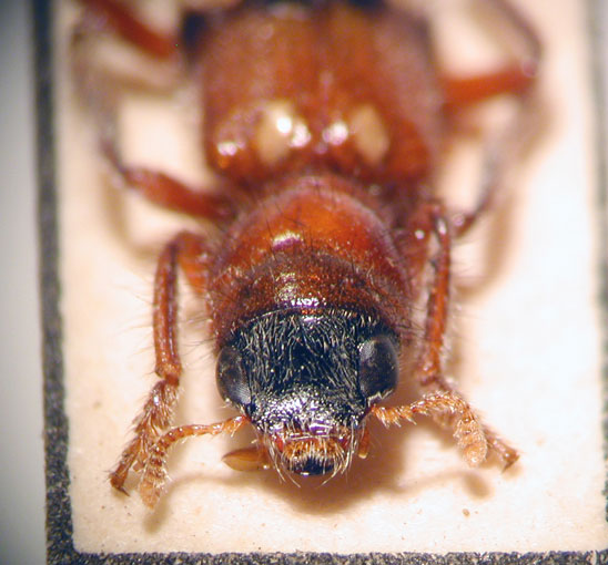 Enoclerus sp. 5