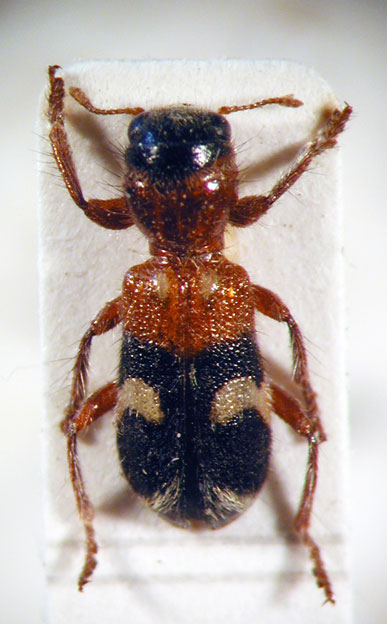 Enoclerus sp. 6