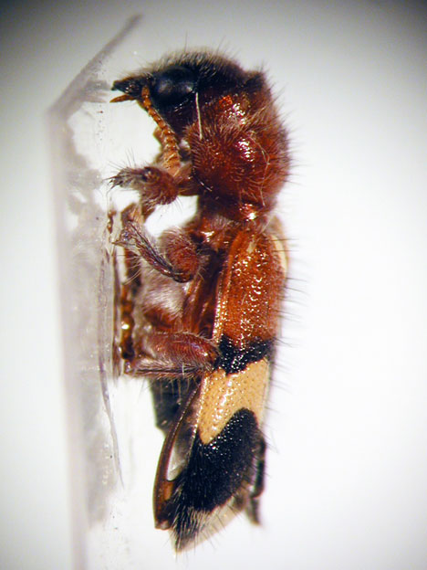 Enoclerus sp. 7