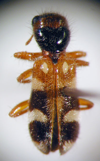 Enoclerus sp. 9