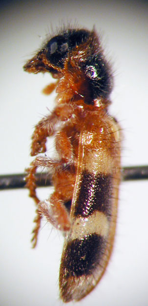 Enoclerus sp. 9