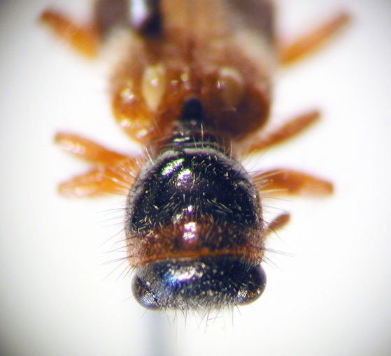 Enoclerus sp. 9