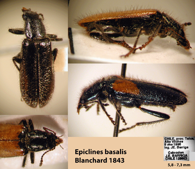 Epiclines basalis Blanchard 1843 