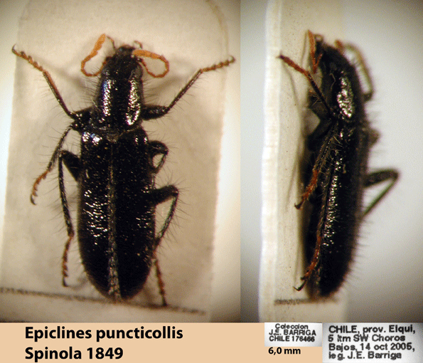 Epiclines puncticollis Spinola 1849