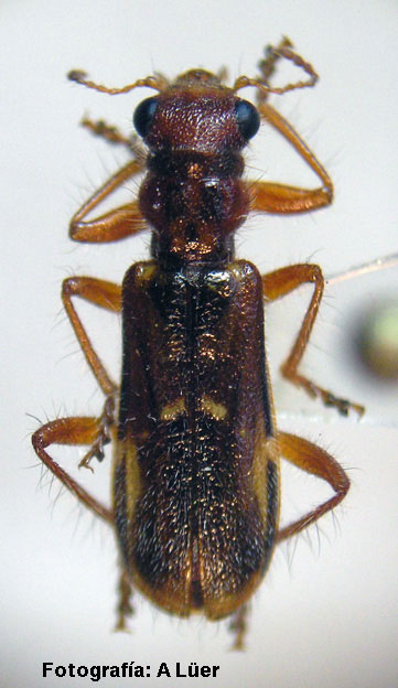 Eurymetopum eburneocinctum quereoensis Solervicens 1992