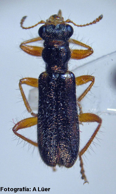 Eurymetopum eburneocinctum quereoensis Solervicens 1992