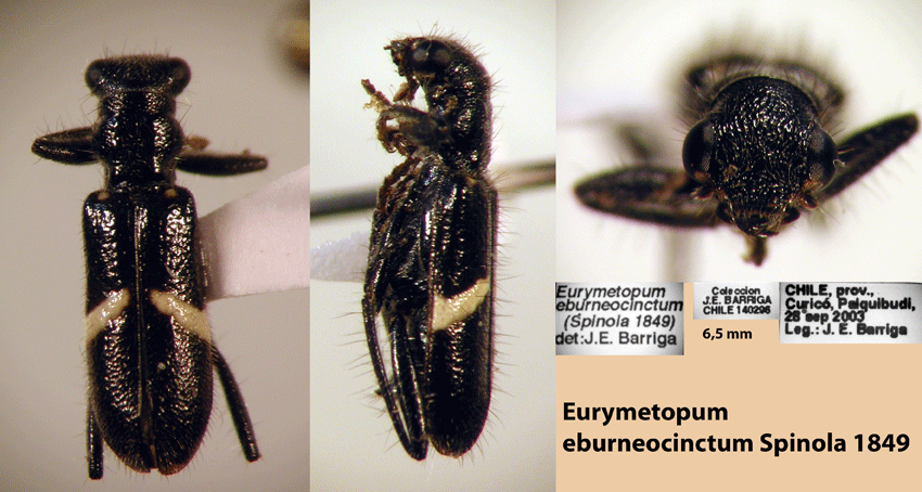 Eurymetopum eburneocinctum eburneocinctum (Spinola 1849)