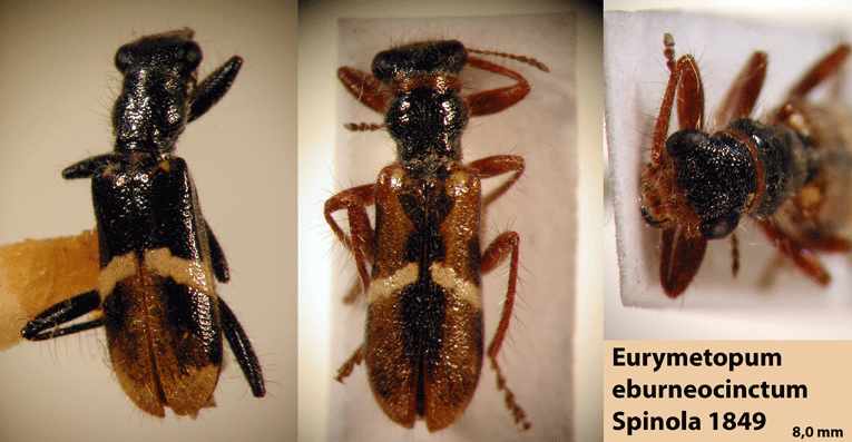 Eurymetopum eburneocinctum eburneocinctum (Spinola 1849)