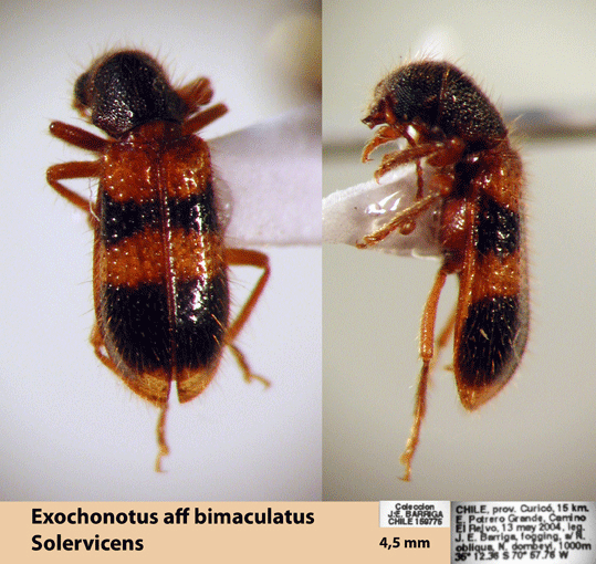 Exochonotus aff bimaculatus 