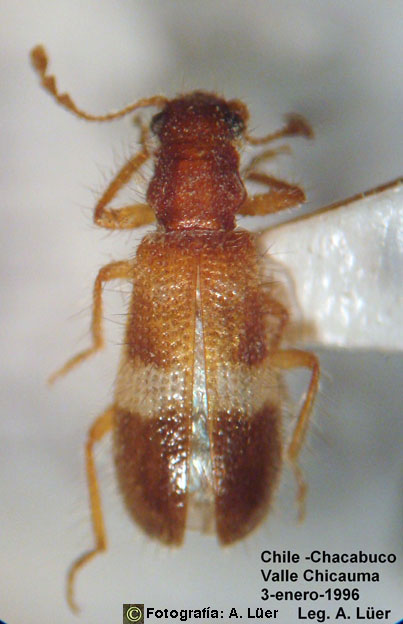 Exochonotus transversalis Solervicens 2001